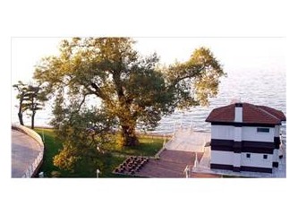 İki çınarın hikayesi