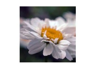 Kimine Bayram, Kimine Seyran