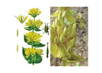 Centiyane