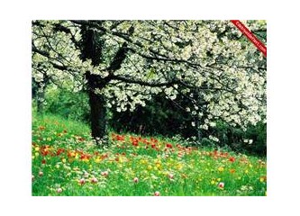 Geçmişin Acıları