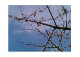 Yaşamdan kesitler- İkilemlerimiz