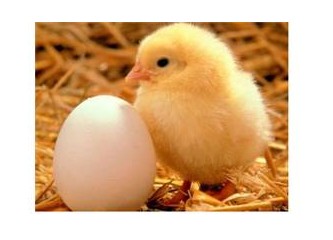 Yumurtadan ne çıkar?