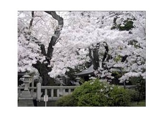 Sakura ağacı ...