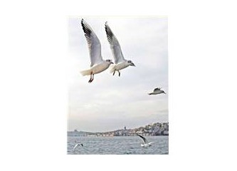 İstanbul'u En Güzel Martılar Anlatır