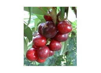 Karayemiş/ Karamiş