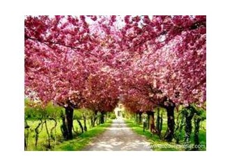 Mor Salkım ve Erguvan