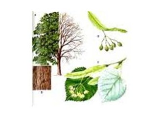 Ihlamur Yaprağı-21 (Son)