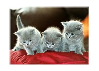 Üç Kedi kardeş