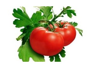 Doğal domatesim kalsın