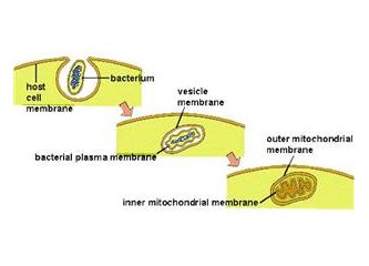 Hücre yapısı – 3 – Endosimbiyoz (iç ortak yaşam) teorisi