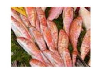 Tekir balığını tanıyormuyuz