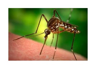 Deneysel Şiirler . 4  :  Sivrisinek