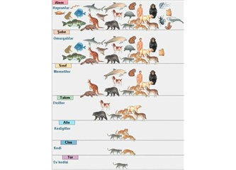 Canlıların sınıflandırılması (taksonomi)