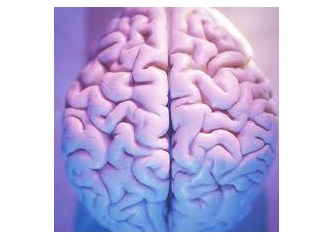 Yer kabuğunun epirojenik ve beyin kabuğumuzun (cortex) nörolojik hareketleri!