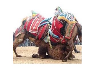 Bir muallimin hatıra defteri. 5: Balıkesir / Deve güreşi