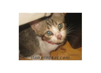 Yavru kedi
