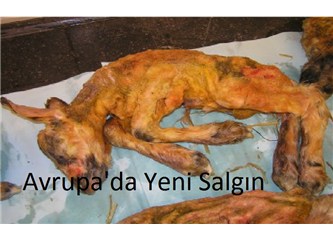 Avrupa’da yeni bir hayvan hastalığı salgını
