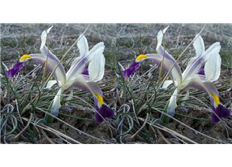 Hızır'dan Nevruz'a