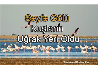 Kırşehir'e yolculuk, Seyfe Gölü'nü ziyaret (   4  )