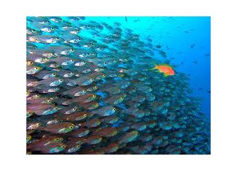 Tatlı su alığı kendini okyanusta sanırmış!