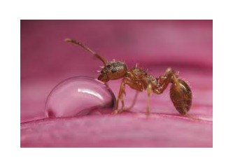 Karınca su taşıyabilir mi?