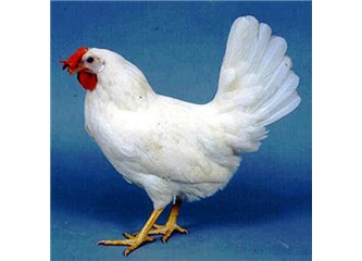 Karbeyazı Gülibik - 1