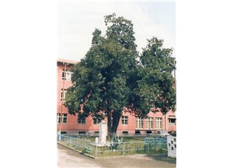 Şiir çözümleme, yorumlama - 4