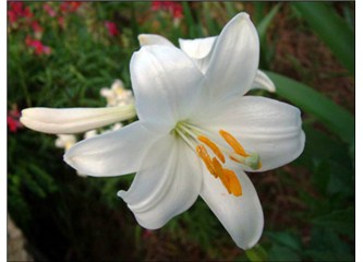 Haziran