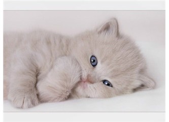 18 - 24 Haziran: Yaylar sorumsuzluk, savurganlık Koçlar yeni projeler yapabilir!