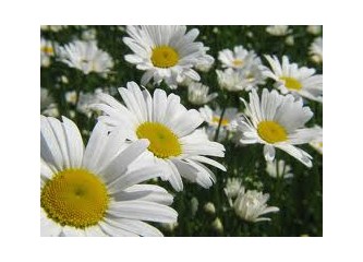 Burun tıkanıklığı ve kronik sinüzitseniz kürü okumanızı öneririm!