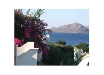 Bodrum'da mor açelyalar...