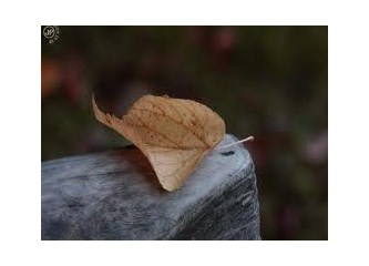 Seni sevdikten sonra bana olanlar serenadı