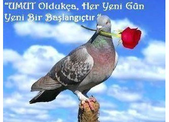 Kürtcülük dedikleri
