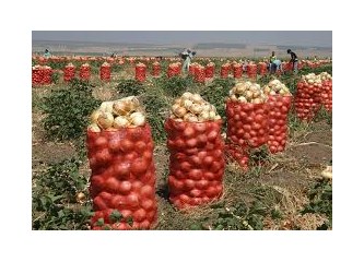 Sağlık deposu soğan