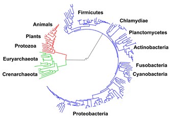 Kalıtım - Hayat ağacı 4