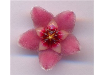 Mum çiçeği (İnsanın doğal güzelliği)