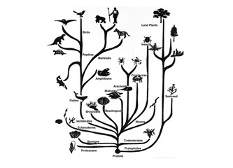 Fosiller evrimin kanıtlarıdır - Hayat ağacı-2