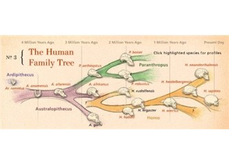 İnsanın evrimi ve sonuç - Hayat Ağacı 6