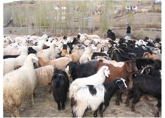 Damızlık koyun ve keçi safkan yetiştiriciliğinde elle aşım dönemi