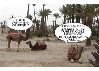 Didim'de deve güreşlerinin ikincisi yapılacakmış...