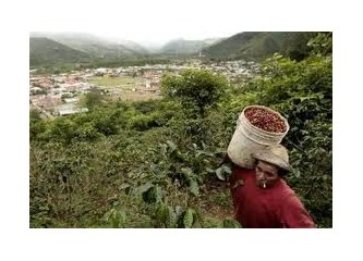 Rize'de Kahve Tarımı Potansiyeli