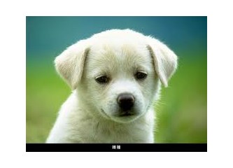 Sadık Köpekler Sokağı