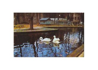 Haiku. 71 : Kuğulu Park