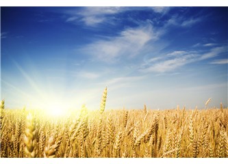 Çimlenmiş buğday alkali ve çok yararlı bir besin../ ''Beslenmenin Diyalektiği'' (49)