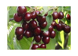 İngiliz Kraliçesi için kiraz yetiştiriyoruz, biliyor musunuz?