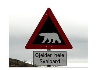 Norveç de iş imkanı. Kutup ayıları için gözcü aranıyor