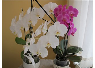 Orkide sever misiniz?