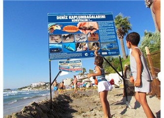 Caretta'lar, K.Adasını bastı. Yavrular, şezlonkların arasından fışkırıyor.