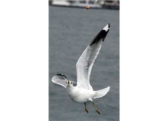 Adı maviydi yarının