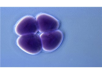 Tüp bebekte embriyo kalitesi
